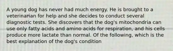 A young dog has never had much energy. He is brought to a veterinarian for help and she decides to conduct several diagnostic tests. She discovers that the dog's mitochondria can use only fatty acids and <a href='https://www.questionai.com/knowledge/k9gb720LCl-amino-acids' class='anchor-knowledge'>amino acids</a> for respiration, and his cells produce more lactate than normal. Of the following, which is the best explanation of the dog's condition