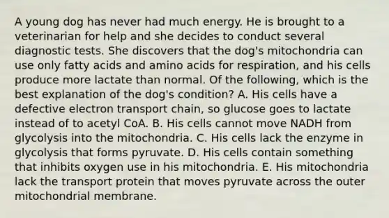 A young dog has never had much energy. He is brought to a veterinarian for help and she decides to conduct several diagnostic tests. She discovers that the dog's mitochondria can use only fatty acids and amino acids for respiration, and his cells produce more lactate than normal. Of the following, which is the best explanation of the dog's condition? A. His cells have a defective electron transport chain, so glucose goes to lactate instead of to acetyl CoA. B. His cells cannot move NADH from glycolysis into the mitochondria. C. His cells lack the enzyme in glycolysis that forms pyruvate. D. His cells contain something that inhibits oxygen use in his mitochondria. E. His mitochondria lack the transport protein that moves pyruvate across the outer mitochondrial membrane.