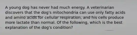 A young dog has never had much energy. A veterinarian discovers that the dog's mitochondria can use only fatty acids and amino acids for cellular respiration, and his cells produce more lactate than normal. Of the following, which is the best explanation of the dog's condition?