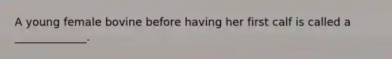 A young female bovine before having her first calf is called a _____________.