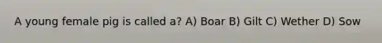 A young female pig is called a? A) Boar B) Gilt C) Wether D) Sow