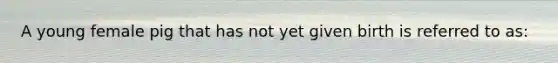 A young female pig that has not yet given birth is referred to as: