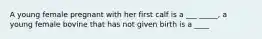 A young female pregnant with her first calf is a ___ _____, a young female bovine that has not given birth is a ____