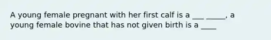 A young female pregnant with her first calf is a ___ _____, a young female bovine that has not given birth is a ____