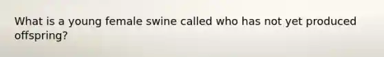 What is a young female swine called who has not yet produced offspring?