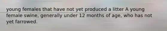 young females that have not yet produced a litter A young female swine, generally under 12 months of age, who has not yet farrowed.