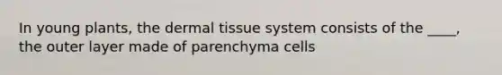 In young plants, the dermal tissue system consists of the ____, the outer layer made of parenchyma cells