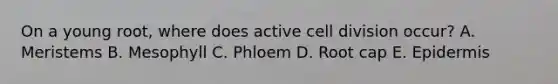 On a young root, where does active <a href='https://www.questionai.com/knowledge/kjHVAH8Me4-cell-division' class='anchor-knowledge'>cell division</a> occur? A. Meristems B. Mesophyll C. Phloem D. Root cap E. Epidermis