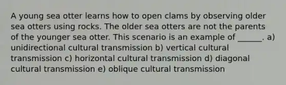 A young sea otter learns how to open clams by observing older sea otters using rocks. The older sea otters are not the parents of the younger sea otter. This scenario is an example of ______. a) unidirectional cultural transmission b) vertical cultural transmission c) horizontal cultural transmission d) diagonal cultural transmission e) oblique cultural transmission