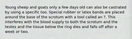 Young sheep and goats only a few days old can also be castrated by using a specific too. Special rubber or latex bands are placed around the base of the scrotum with a tool called an ?. This interferes with the blood supply to both the scrotum and the testes and the tissue below the ring dies and falls off after a week or two.