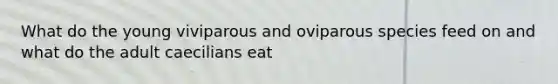 What do the young viviparous and oviparous species feed on and what do the adult caecilians eat