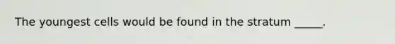 The youngest cells would be found in the stratum _____.
