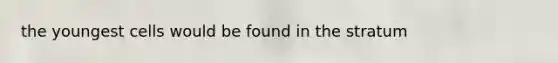the youngest cells would be found in the stratum