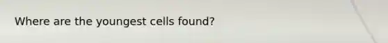 Where are the youngest cells found?