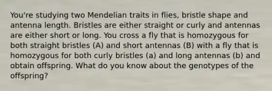 You're studying two Mendelian traits in flies, bristle shape and antenna length. Bristles are either straight or curly and antennas are either short or long. You cross a fly that is homozygous for both straight bristles (A) and short antennas (B) with a fly that is homozygous for both curly bristles (a) and long antennas (b) and obtain offspring. What do you know about the genotypes of the offspring?