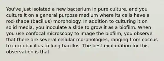 You've just isolated a new bacterium in pure culture, and you culture it on a general purpose medium where its cells have a rod-shape (bacillus) morphology. In addition to culturing it on solid media, you inoculate a slide to grow it as a biofilm. When you use confocal microscopy to image the biofilm, you observe that there are several cellular morphologies, ranging from coccus to coccobacillus to long bacillus. The best explanation for this observation is that