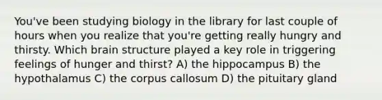 You've been studying biology in the library for last couple of hours when you realize that you're getting really hungry and thirsty. Which brain structure played a key role in triggering feelings of hunger and thirst? A) the hippocampus B) the hypothalamus C) the corpus callosum D) the pituitary gland