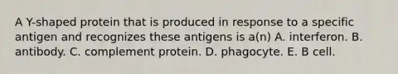 A Y-shaped protein that is produced in response to a specific antigen and recognizes these antigens is a(n) A. interferon. B. antibody. C. complement protein. D. phagocyte. E. B cell.