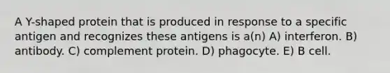 A Y-shaped protein that is produced in response to a specific antigen and recognizes these antigens is a(n) A) interferon. B) antibody. C) complement protein. D) phagocyte. E) B cell.