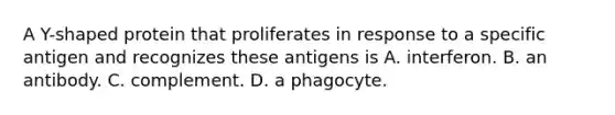 A Y-shaped protein that proliferates in response to a specific antigen and recognizes these antigens is A. interferon. B. an antibody. C. complement. D. a phagocyte.