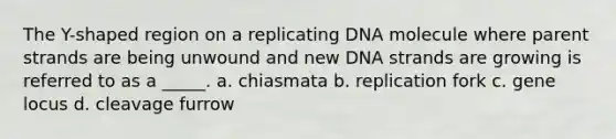 The Y-shaped region on a replicating DNA molecule where parent strands are being unwound and new DNA strands are growing is referred to as a _____. a. chiasmata b. replication fork c. gene locus d. cleavage furrow