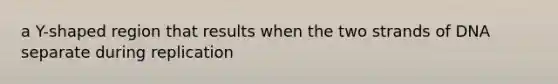 a Y-shaped region that results when the two strands of DNA separate during replication