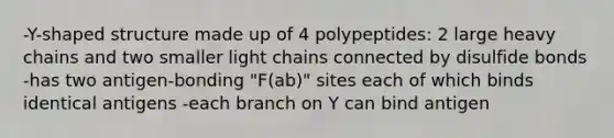 -Y-shaped structure made up of 4 polypeptides: 2 large heavy chains and two smaller light chains connected by disulfide bonds -has two antigen-bonding "F(ab)" sites each of which binds identical antigens -each branch on Y can bind antigen