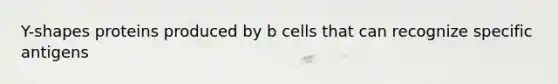 Y-shapes proteins produced by b cells that can recognize specific antigens