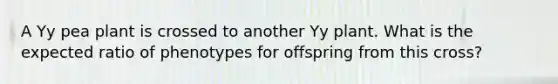 A Yy pea plant is crossed to another Yy plant. What is the expected ratio of phenotypes for offspring from this cross?