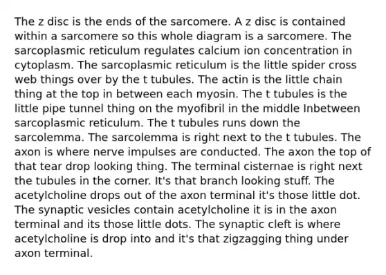 The z disc is the ends of the sarcomere. A z disc is contained within a sarcomere so this whole diagram is a sarcomere. The sarcoplasmic reticulum regulates calcium ion concentration in cytoplasm. The sarcoplasmic reticulum is the little spider cross web things over by the t tubules. The actin is the little chain thing at the top in between each myosin. The t tubules is the little pipe tunnel thing on the myofibril in the middle Inbetween sarcoplasmic reticulum. The t tubules runs down the sarcolemma. The sarcolemma is right next to the t tubules. The axon is where nerve impulses are conducted. The axon the top of that tear drop looking thing. The terminal cisternae is right next the tubules in the corner. It's that branch looking stuff. The acetylcholine drops out of the axon terminal it's those little dot. The synaptic vesicles contain acetylcholine it is in the axon terminal and its those little dots. The synaptic cleft is where acetylcholine is drop into and it's that zigzagging thing under axon terminal.