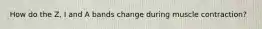 How do the Z, I and A bands change during muscle contraction?