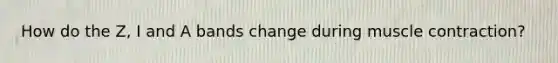 How do the Z, I and A bands change during muscle contraction?