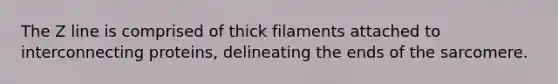 The Z line is comprised of thick filaments attached to interconnecting proteins, delineating the ends of the sarcomere.