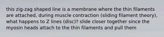 this zig-zag shaped line is a membrane where the thin filaments are attached, during muscle contraction (sliding filament theory), what happens to Z lines (disc)? slide closer together since the myosin heads attach to the thin filaments and pull them