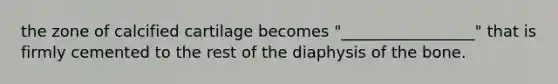 the zone of calcified cartilage becomes "_________________" that is firmly cemented to the rest of the diaphysis of the bone.