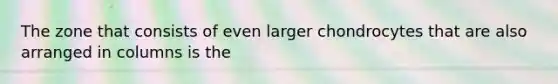 The zone that consists of even larger chondrocytes that are also arranged in columns is the