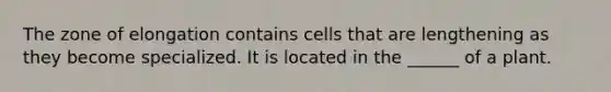 The zone of elongation contains cells that are lengthening as they become specialized. It is located in the ______ of a plant.