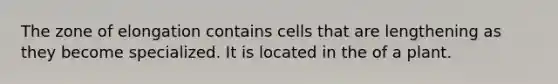 The zone of elongation contains cells that are lengthening as they become specialized. It is located in the of a plant.