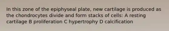 In this zone of the epiphyseal plate, new cartilage is produced as the chondrocytes divide and form stacks of cells: A resting cartilage B proliferation C hypertrophy D calcification