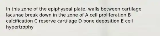 In this zone of the epiphyseal plate, walls between cartilage lacunae break down in the zone of A cell proliferation B calcification C reserve cartilage D bone deposition E cell hypertrophy