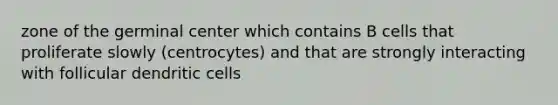 zone of the germinal center which contains B cells that proliferate slowly (centrocytes) and that are strongly interacting with follicular dendritic cells