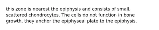 this zone is nearest the epiphysis and consists of small, scattered chondrocytes. The cells do not function in bone growth. they anchor the epiphyseal plate to the epiphysis.