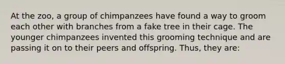 At the zoo, a group of chimpanzees have found a way to groom each other with branches from a fake tree in their cage. The younger chimpanzees invented this grooming technique and are passing it on to their peers and offspring. Thus, they are: