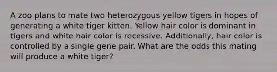 A zoo plans to mate two heterozygous yellow tigers in hopes of generating a white tiger kitten. Yellow hair color is dominant in tigers and white hair color is recessive. Additionally, hair color is controlled by a single gene pair. What are the odds this mating will produce a white tiger?