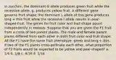 In zucchini, the dominant G allele produces green fruit while the recessive allele, g, produces yellow fruit. A different gene governs fruit shape; the dominant L allele of this gene produces long + thin fruit while the recessive l allele results in pear-shaped fruit. The genes for fruit color and fruit shape assort independently in meiosis. Suppose that you are given the F1 fruit from a cross of two parent plants. The male and female parent plants differed from each other in both fruit color and fruit shape. All the F1 have the same fruit phenotype: green and long + thin. If two of the F1 plants cross-pollinate each other, what proportion of F2 fruits would be expected to be yellow and pear-shaped? a. 1/4 b. 1/8 c. 9/16 d. 1/16