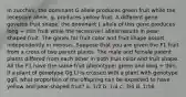 In zucchini, the dominant G allele produces green fruit while the recessive allele, g, produces yellow fruit. A different gene governs fruit shape; the dominant L allele of this gene produces long + thin fruit while the recessive l allele results in pear-shaped fruit. The genes for fruit color and fruit shape assort independently in meiosis. Suppose that you are given the F1 fruit from a cross of two parent plants. The male and female parent plants differed from each other in both fruit color and fruit shape. All the F1 have the same fruit phenotype: green and long + thin. If a plant of genotype Gg Ll is crossed with a plant with genotype ggll, what proportion of the offspring can be expected to have yellow and pear-shaped fruit? a. 1/2 b. 1/4 c. 3/4 d. 1/16