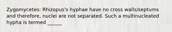 Zygomycetes: Rhizopus's hyphae have no cross walls/septums and therefore, nuclei are not separated. Such a multinucleated hypha is termed ______