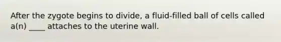 After the zygote begins to divide, a fluid-filled ball of cells called a(n) ____ attaches to the uterine wall.