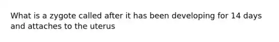What is a zygote called after it has been developing for 14 days and attaches to the uterus