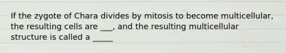 If the zygote of Chara divides by mitosis to become multicellular, the resulting cells are ___, and the resulting multicellular structure is called a _____